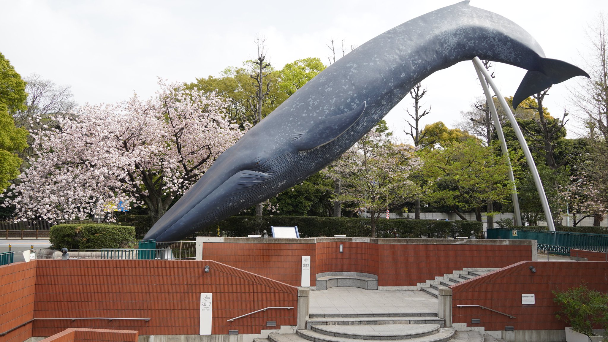 シロナガスクジラ　国立科学博物館　オブジェ 東京都の国立科学博物館の敷地内にあるシロナガスクジラの