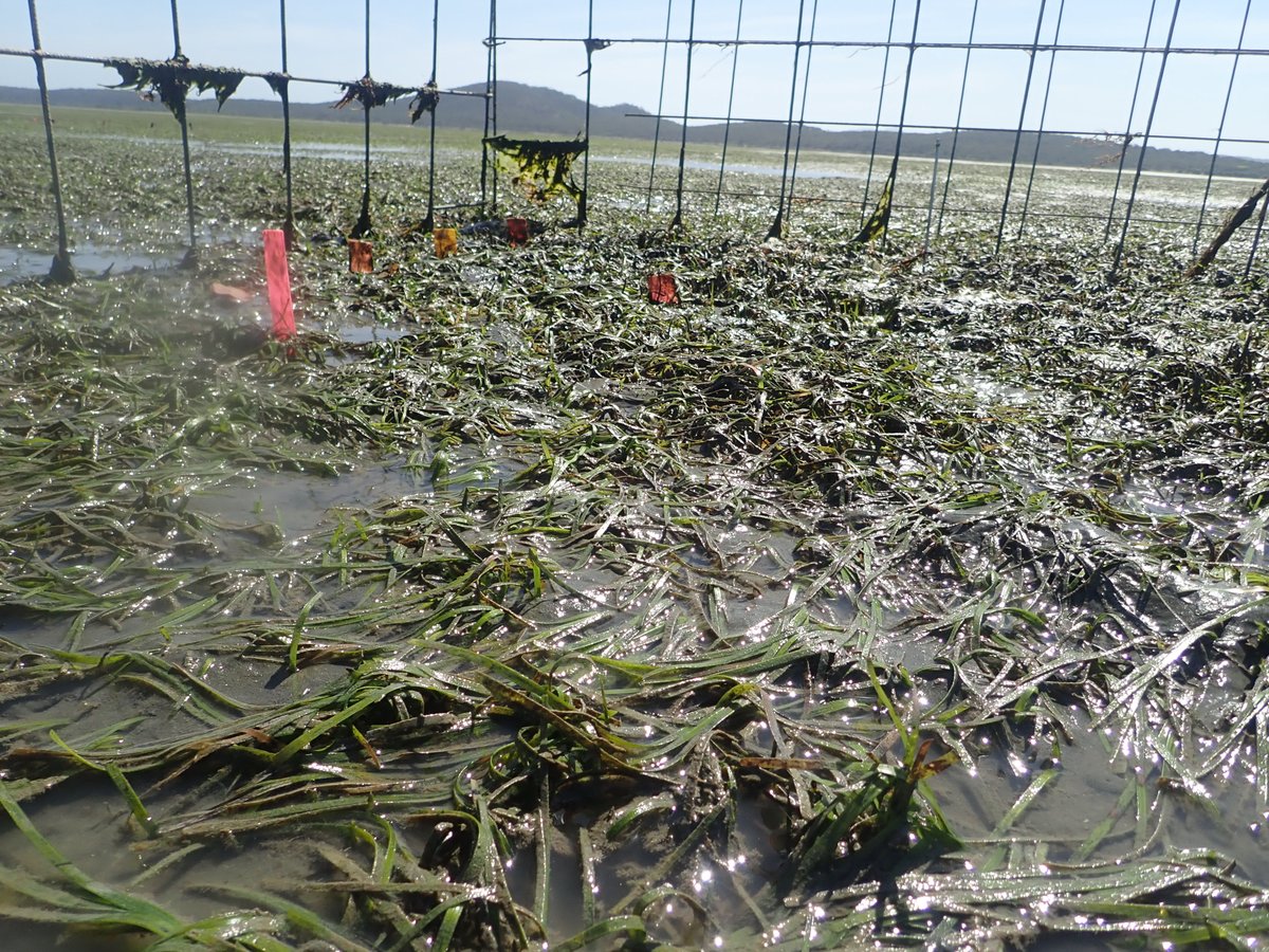 My final PhD chapter is now published!

We found that the impact of green turtle and dugong grazing on seagrass meadows varies spatially on a regional scale, but also over time at the same location.

A huge thank you to my lab team and my supervisors!

 doi.org/10.3354/meps13…