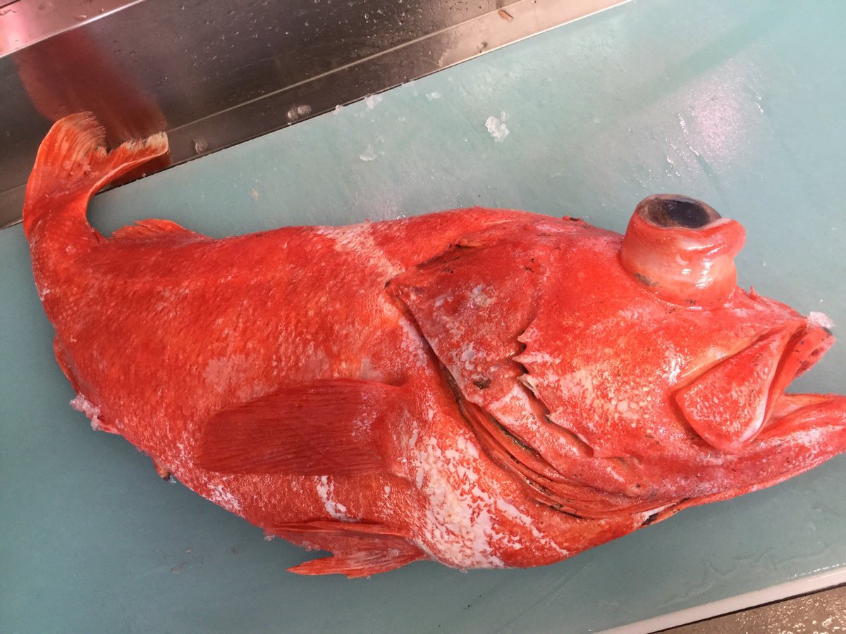 田清魚店 Tekuteほんしおがま على تويتر こんにちは 田清魚店tekuteほんしおがまです 本日は北海道産の幸神目抜が入荷しました イサキ刺身 ホタテとバイ貝の盛合せもおすすめです ぜひご利用ください 田清魚店 塩竈 本塩釜駅