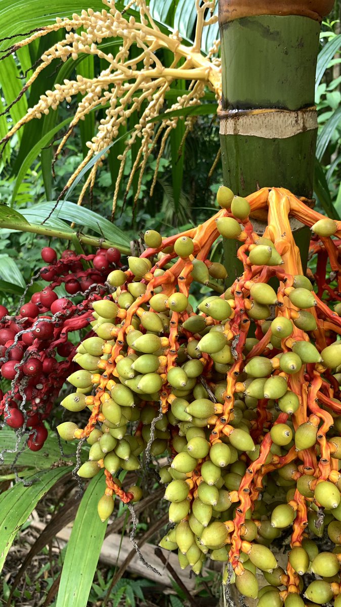 pricklyballroom's tweet photo. Oahu, flora and fauna nirvana https://t.co/W6U6B9Vk6r