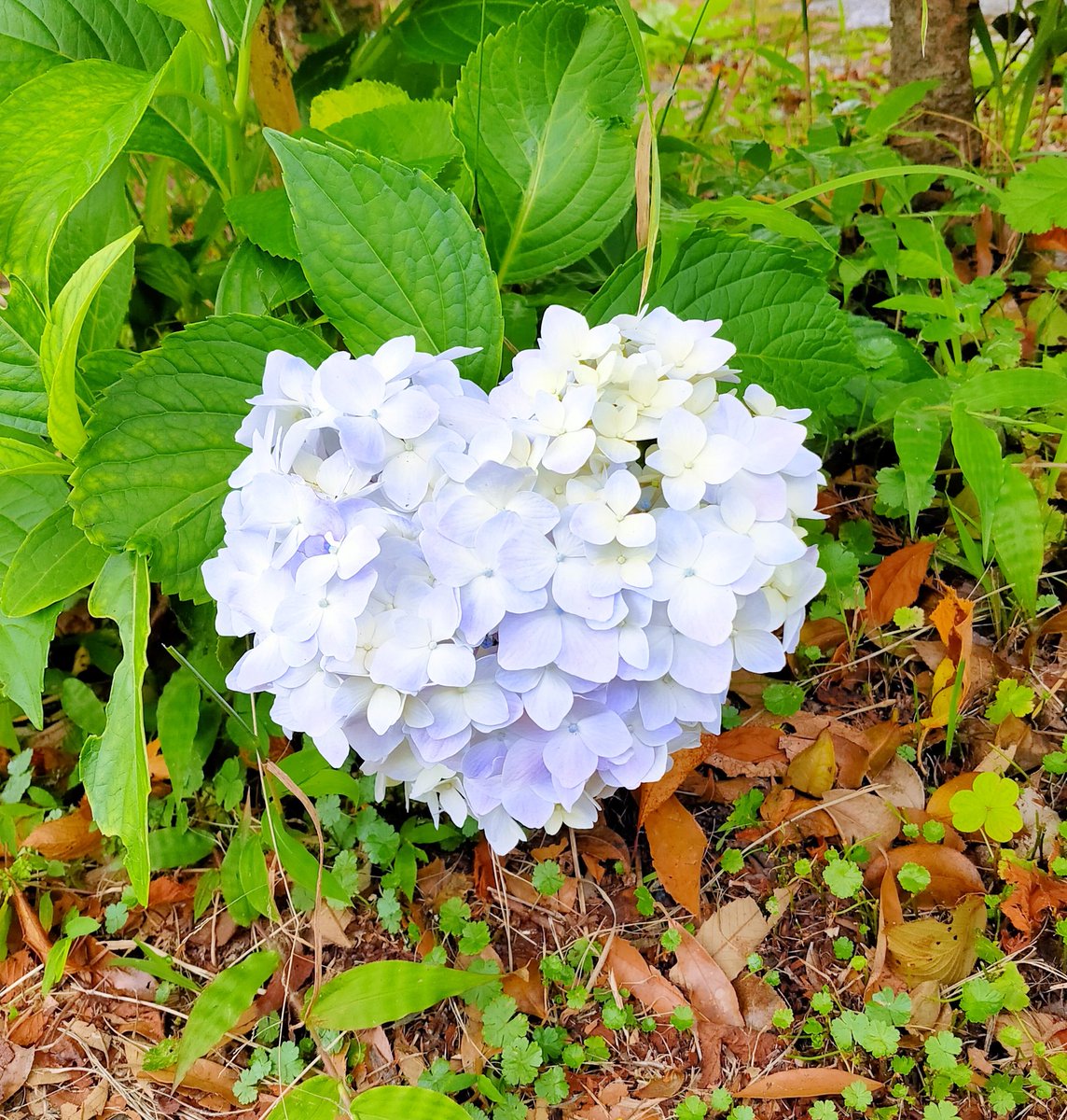 Airu Piece Of24 Twitter