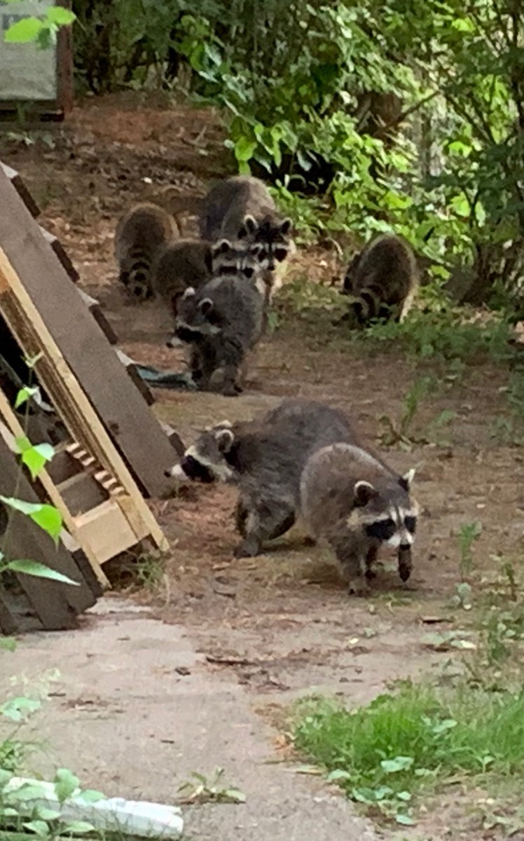 I had these visitors…

#urbanbandits