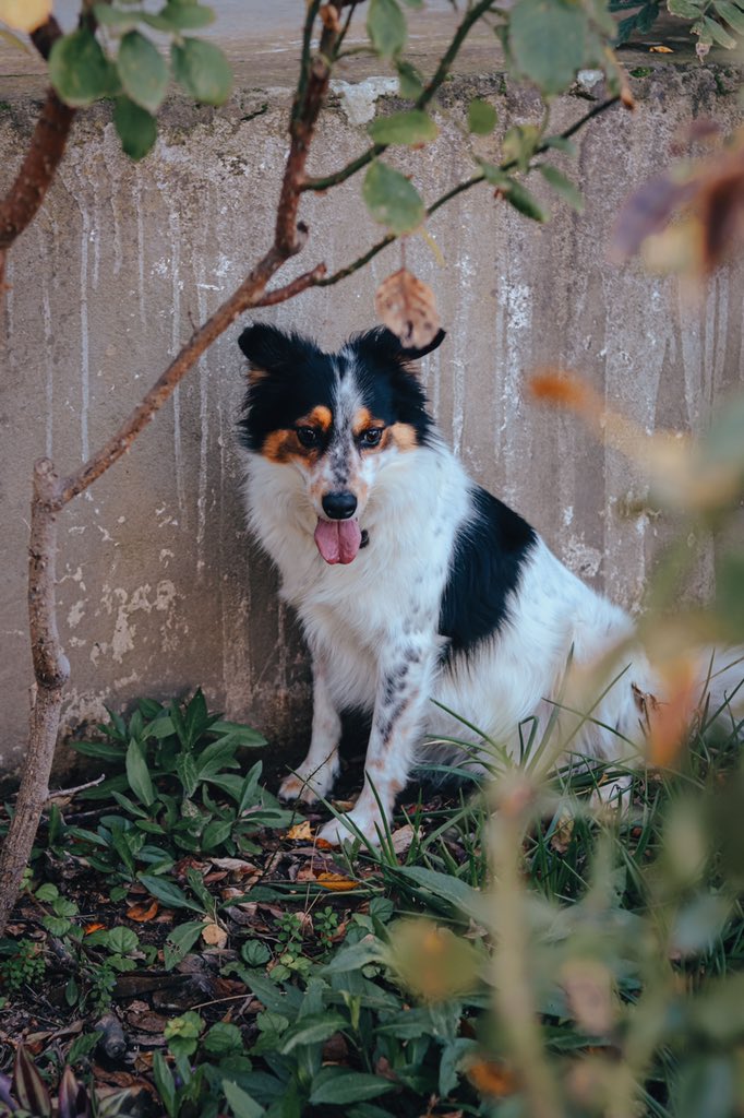 | pet-friendly escapes 
And yes, Laurel Cottage is pet friendly. Memo has enjoyed exploring the garden village walks. mcgregor-accommodation.co.za