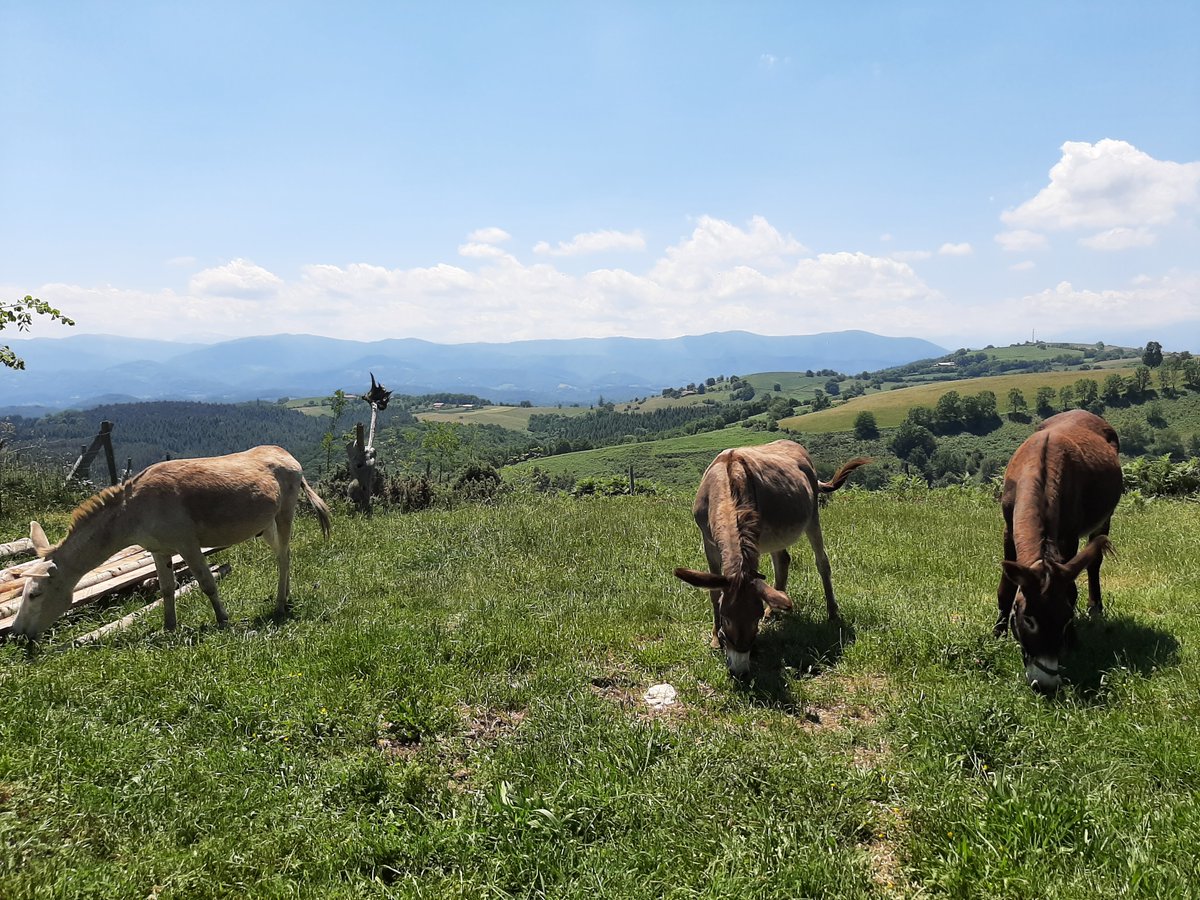 PauCostaF's tweet photo. El proyecto @EUErasmusPlus 👉#FireShepherds continua la formación en el sur de Francia 🇫🇷 📍Ariege
👉Granja de 🐐ovejas merino, el ganadero empezó en el 2018 y desde entonces ha ido aprendiendo a través de ensayo-error. @ramaderescat https://t.co/6AZwG19955