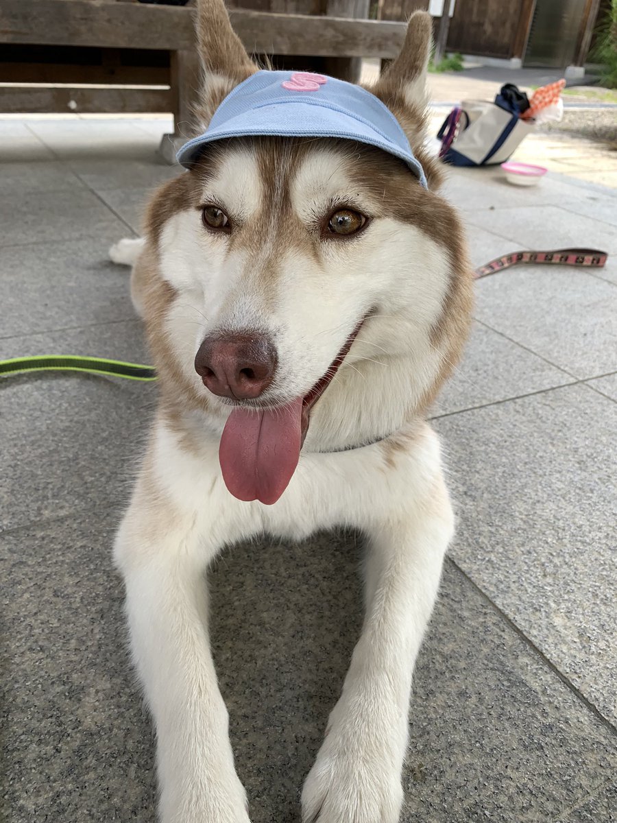 犬帽子 Twitter Search