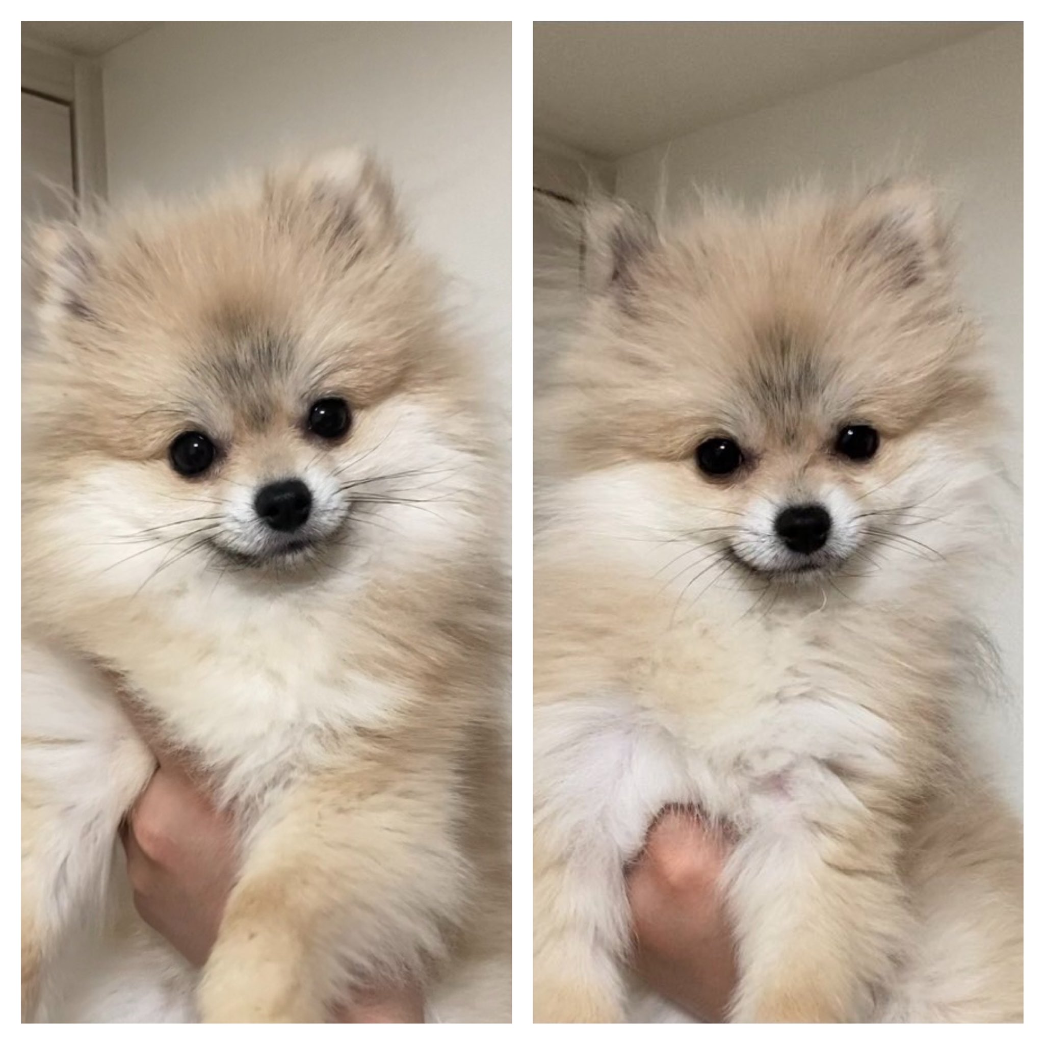 たぬき犬 まめつぶ Day6 生後269日 出会って7ヶ月が経ちました 1枚目6 5月 生後8 7ヶ月 2枚目4 3月 生後6 5ヶ月 3枚目2 1月 生後4 3ヶ月 4枚目12 11月 生後2 1ヶ月 ポメラニアン ウルフセーブル 子犬 赤ちゃん 成長記録 T Co