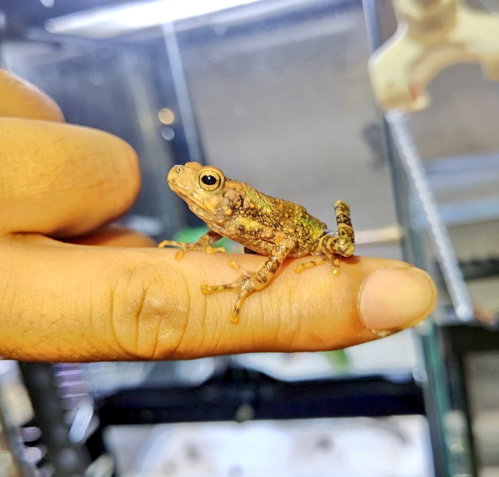 最も欲しかった カエル 風船病 原因 カエル 風船病 原因 最も欲しかった カエル 風船病 原因 カエル 風船病 原因