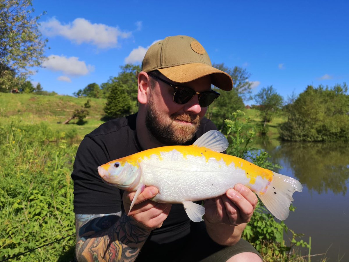 A beautiful Golden/Blue Two Tone Tench caught by Rob Halsey from the Specimen Tench and Orfe Lake 🎣

#anglersparadise #tench #tinca #goldentench #twotone #rarefish #beautifulfish #fishing #fishingholiday