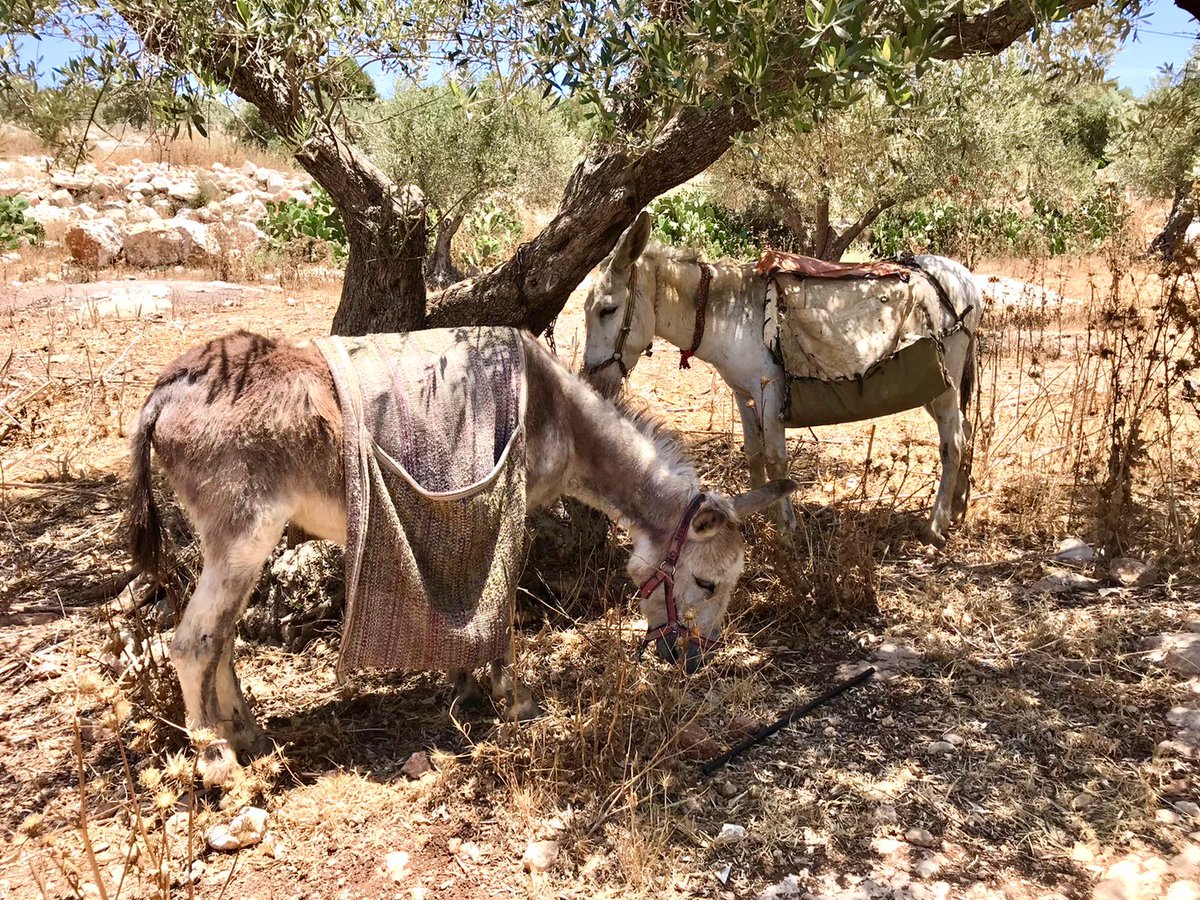 ⛑ More donkeys get to be checked &amp; treated by our vet, Dr Rakan in another rural location in the West Bank 🙏

Your donations help fund our mobile clinic 🚑 allowing us to stop hundreds of donkeys from suffering pain from injuries &amp; sickness. 

Thanks 🙏 bit.ly/3vNVAA8