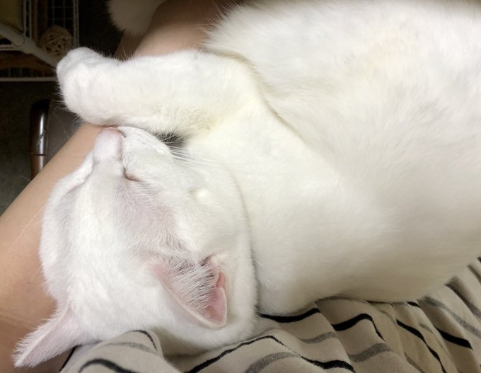 これだからネコチャンは..... 