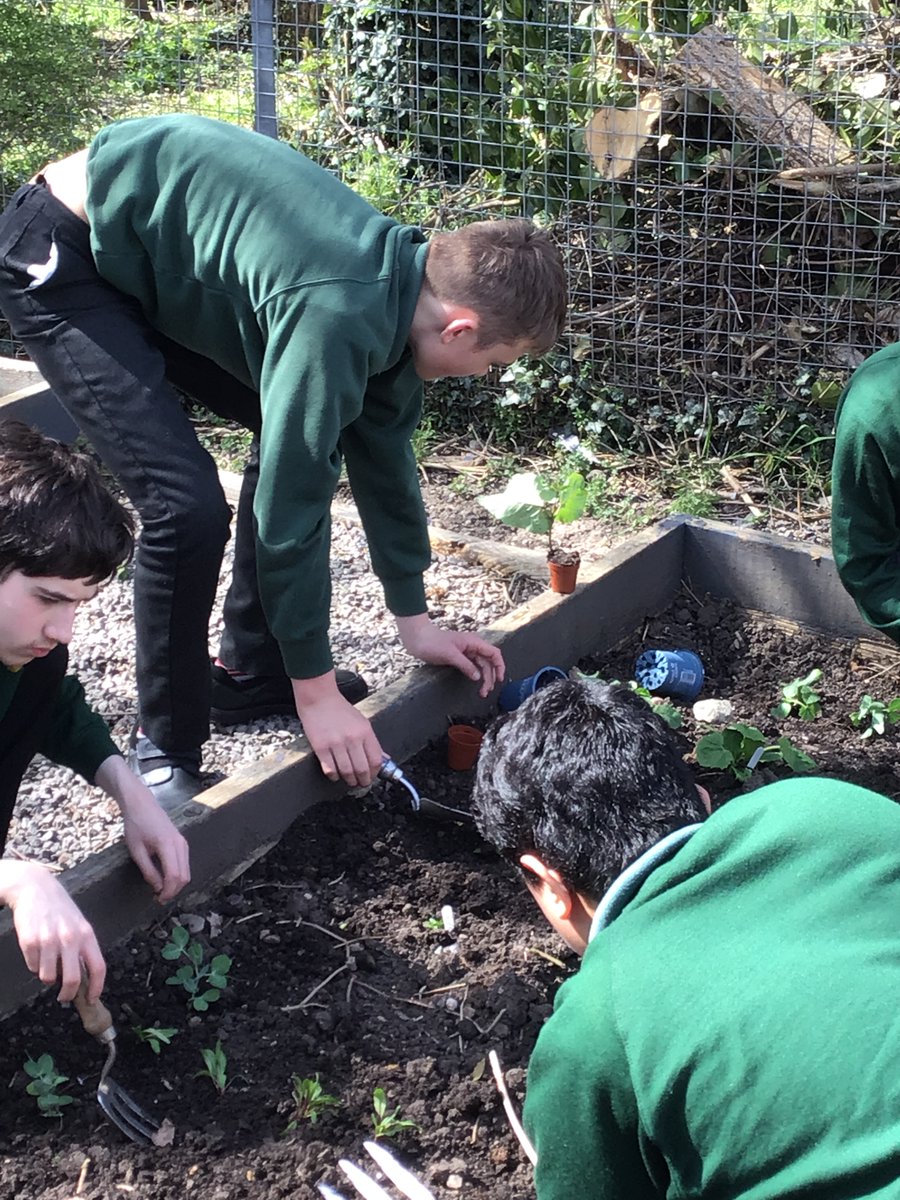 PitcheroakSch's tweet photo. #3JW have been out in the sun planting all their seedlings in the school garden, which they started growing in their food & farming topic! ๐ฑ๐๐ฅฌ Well done 3JW! #KS3 #rhsschoolgardening @RHSSchools https://t.co/MHVrIZhzyw