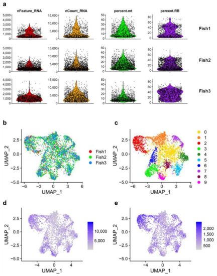 Biology MDPI (@biology_mdpi) on Twitter photo Diversity of Rainbow Trout Blood B Cells Revealed by Single Cell RNA Sequencing mdpi.com/1143304 ##mdpibiology via <a href="/Biology_MDPI/">Biology MDPI</a> @Animal Health Research Center (CISA-INIA)
#teleost #B_cells #single_cell_transcriptomics #immunoglobulins Diversity of Rainbow Trout Blood B Cells Revealed by Single Cell RNA Sequencing mdpi.com/1143304 ##mdpibiology via <a href="/Biology_MDPI/">Biology MDPI</a> @Animal Health Research Center (CISA-INIA)
#teleost #B_cells #single_cell_transcriptomics #immunoglobulins