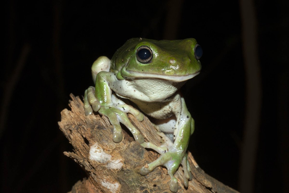 There are reports of Green Tree Frogs (Litoria caerulea) dying around the #Sydney area at the moment. 😢 Please contact me if you've seen any dead #frogs recently - it's not a good sign & we need to understand how widespread this is and what is causing it. #WildOz @abcsydney