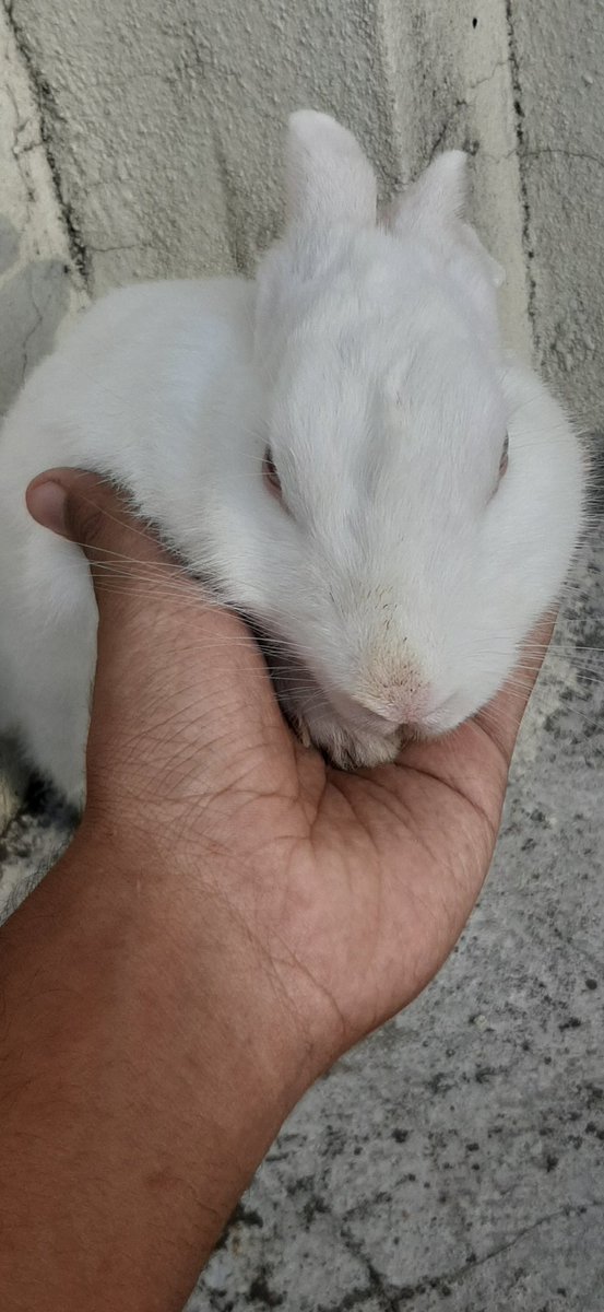 Sukugadu's tweet image. #rabbittwitter