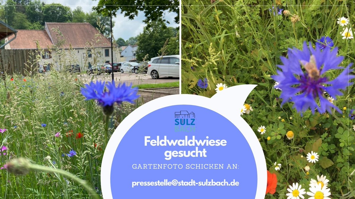 🌻Hallo Sulzbach: Schickt uns Gartenfotos an Pressestelle@stadt-sulzbach.de oder WhatsApp 0173 6769883 Mehr unter: bit.ly/3v8HaJL