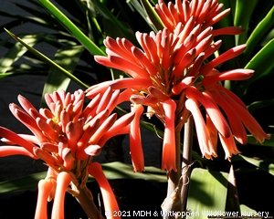 IndigeNews - Witkoppen Wildflower Nursery's Newsletter - mailchi.mp/webmail/vt6az9…