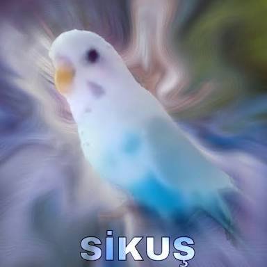 günaydın sanal dostlar size şans kuşu atıyorum