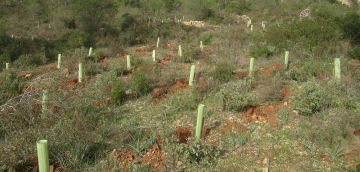 🌲 Curso Repoblaciones Forestales en #Cuenca , para desempleados/as, gratuito y con #certificadoprofesionalidad 
Más info en 👉bit.ly/3xbXt9Y o en tu oficina <a href="/EmpleaCLM/">Emplea CLM</a> 
Inicio mes julio. 
#formacionprofesional #empleoverde