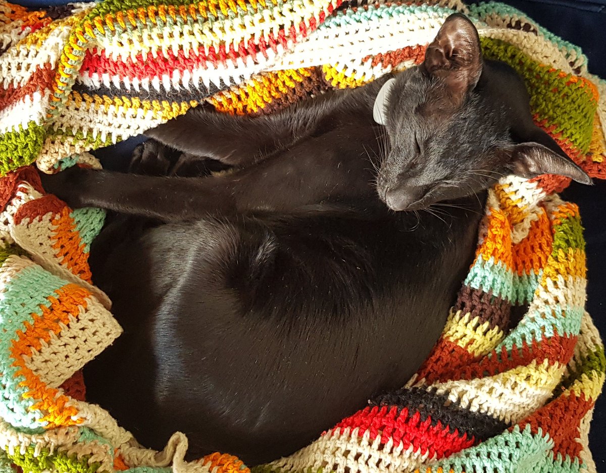 Interrupting our hiatus to post this photo of a very sleepy Hopkins, the bat-panther you heard in our season finale's Cat Corner 🦇🐈‍⬛