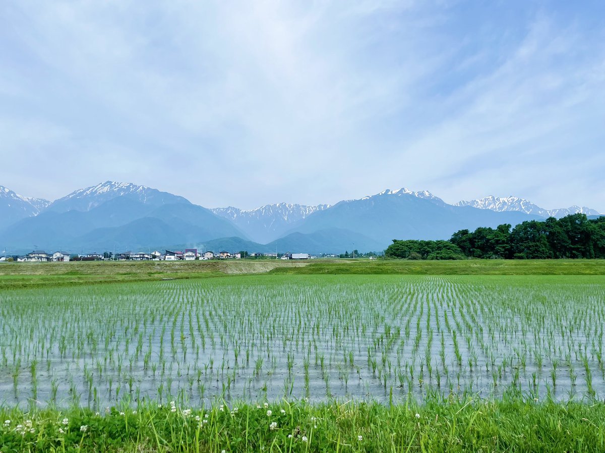 d_nuts_note's tweet image. 82：気持ちの良い季節になってきたので、今朝は家族みんなで歩いて登園しました。大町の田んぼとお山は今こんな感じ！