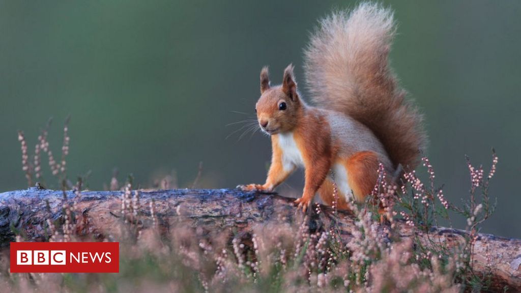 The UK government has promised to "halt the decline of nature" as part of a new drive to improve the environment. GoClimateAction!
buff.ly/2S1gjkQ
#climateneutral #climate #ClimateCrisis #ClimateAction #ClimateJustice #ClimateStrike #ClimateEmergency #carbonoffset