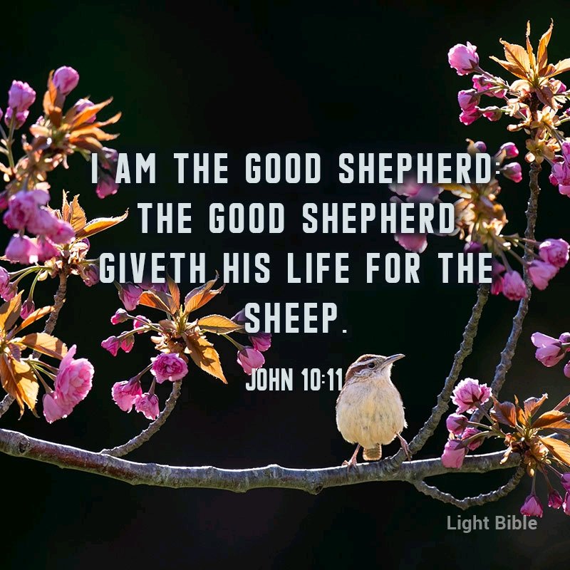 There are many shepherds, but not all of them are "good." Many flee when they see the wolf coming and care not for the sheep. But Jesus laid down his life for his sheep. Not all men are his sheep, but those who will believe in him; and not one of his sheep shall perish.