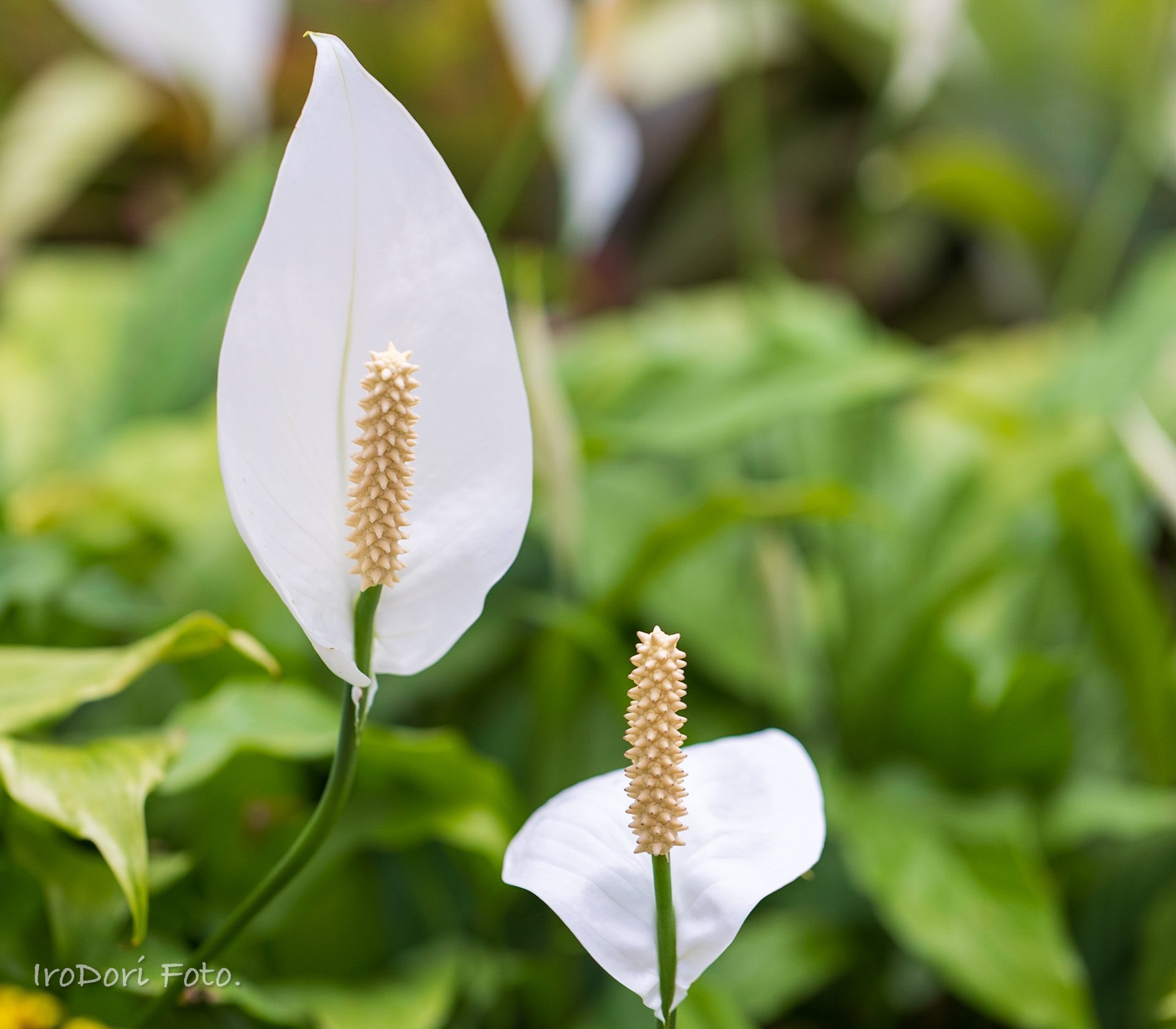 熱帯植物 Twitter Search Twitter