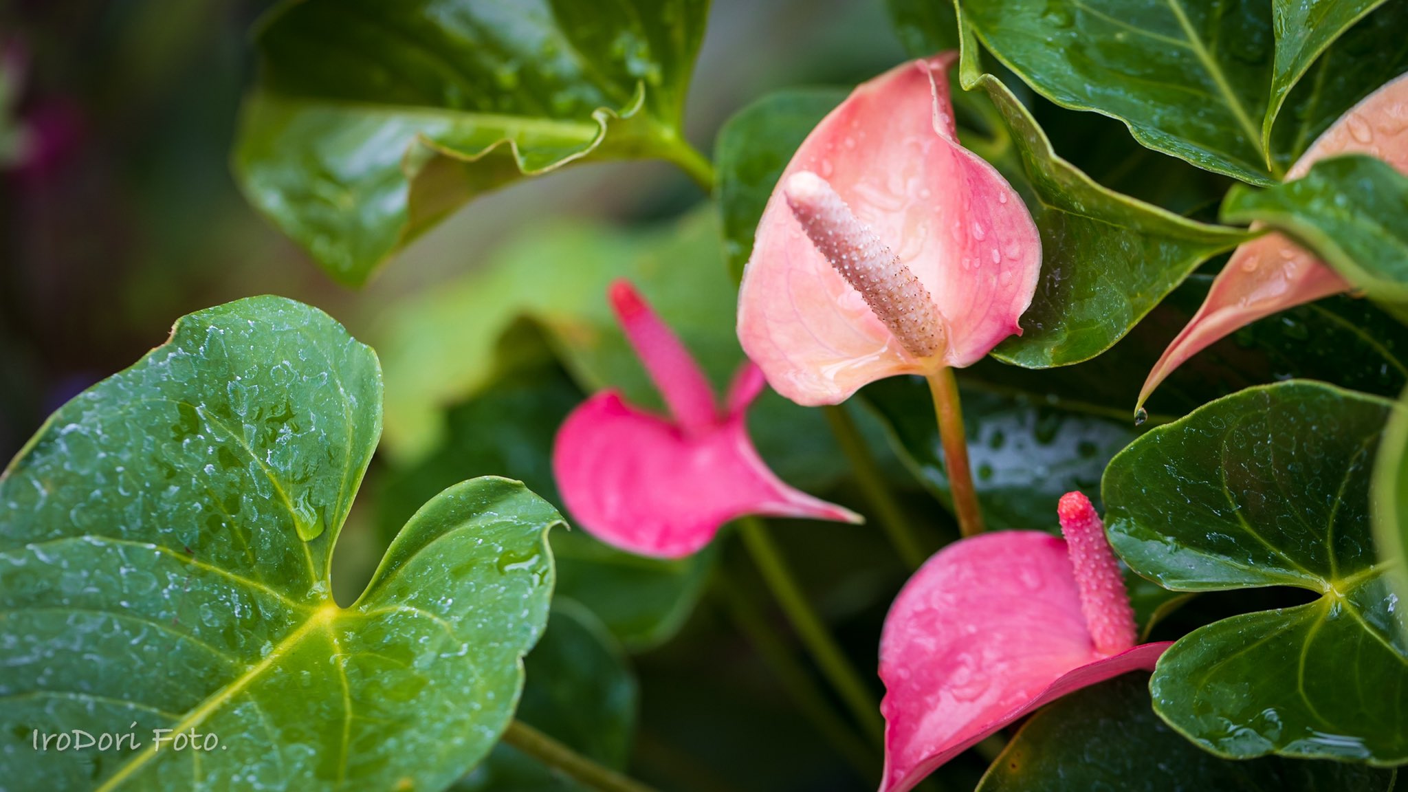 熱帯植物 Twitter Search Twitter
