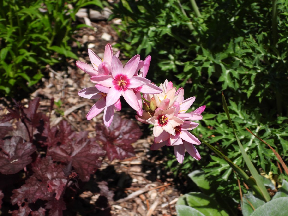 Gardens photos for the weekend.
