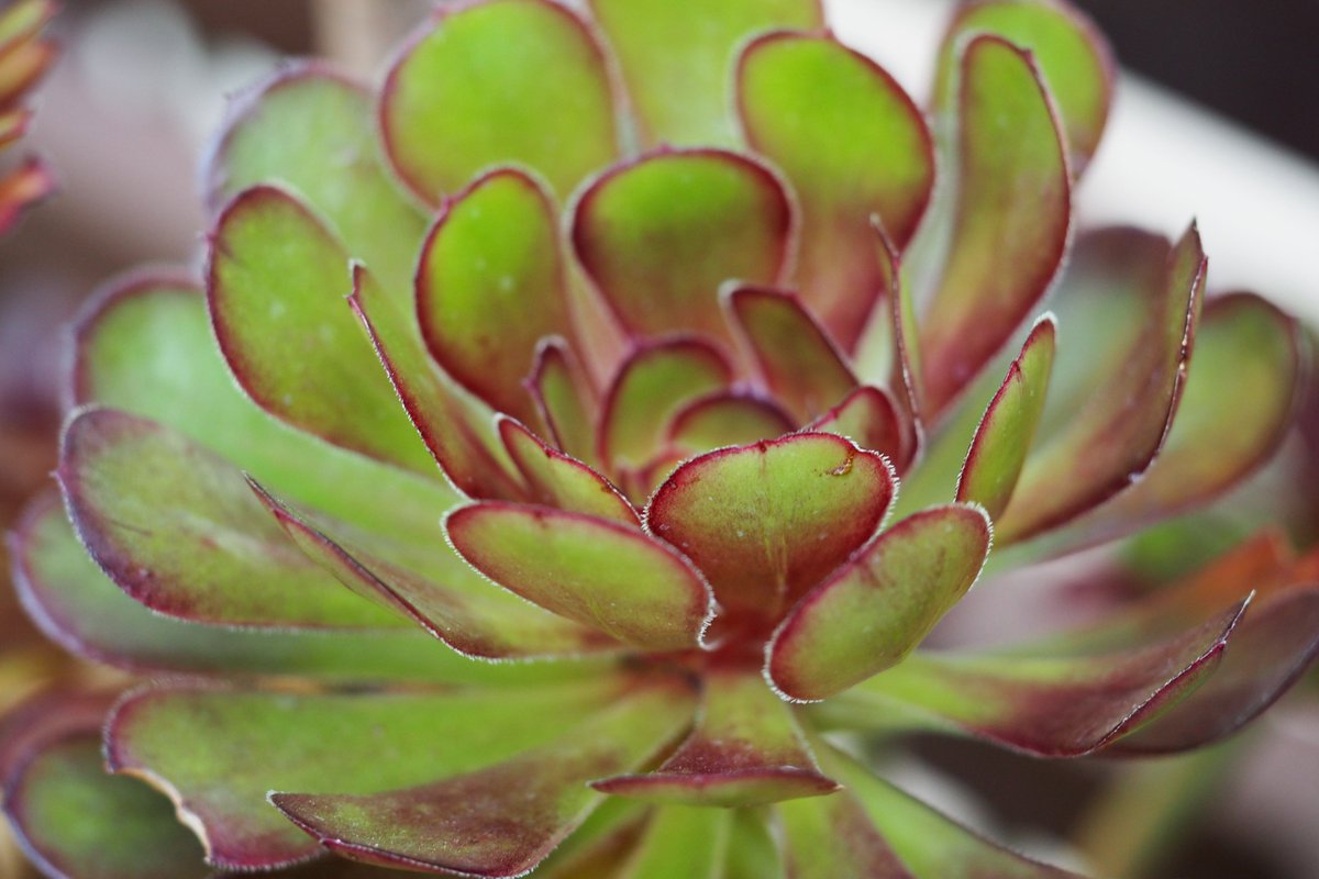 Apictnyohheez 無料ダウンロード プロトリーフ 二子玉川 求人 プロトリーフ 二子玉川 求人