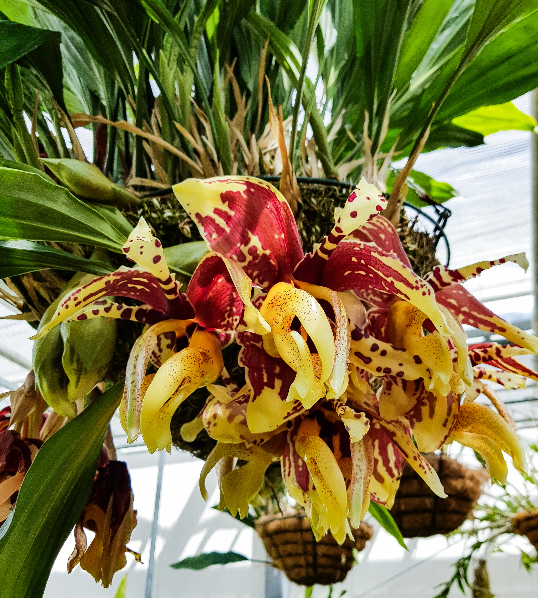 The RHS Orchid Committee on X: "#Stanhopea tigrina Epiphytic species from #Mexico with short lasting (just a few days) but extremely #fragrant #flowers #photo @RHSWisley #orchidées #botany #photography #orchids #orquideas #nature #flowerphotography #