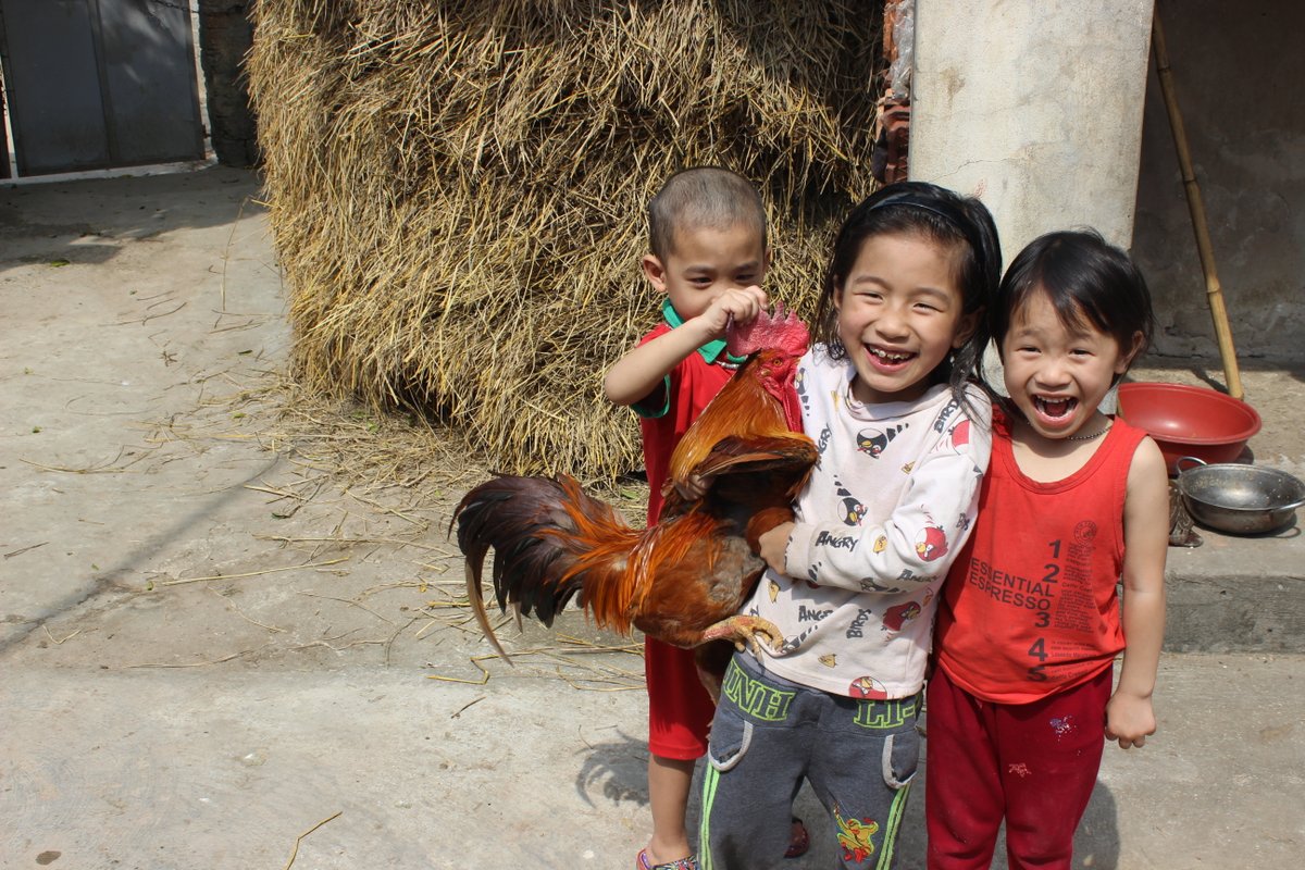 chinguyencomms's tweet photo. #AsCGG, a new @ILRI-led initiative to improve smallholder chicken production in Cambodia, Myanmar and Vietnam has been launched. Funded by @ACIARAustralia and in partnership with #NAHPRI #NIAS #LVBD 
https://t.co/cfCPWv8Sei https://t.co/JyGGMVcweF