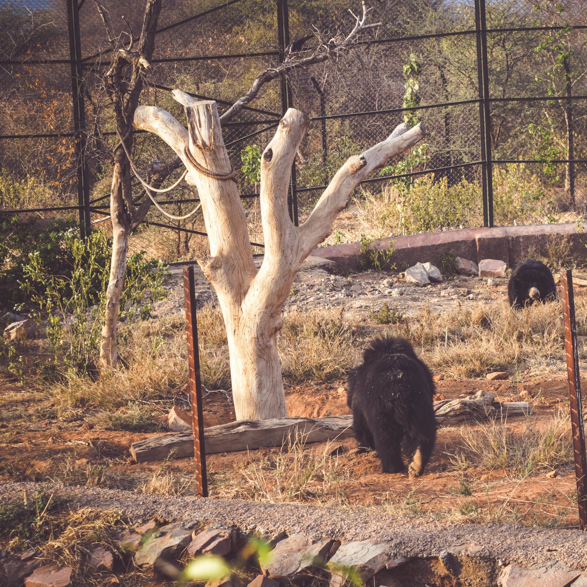 Anyone for a bear hug? 🐻 #pixelonduty
.
.
.
#wildlife #wildlifephotography #wildlifeonearth #wildlifeaddicts #wildlifeplanet #wildlifeperfection #wildlifephoto #indianbear #bearlife #animalphotography #shotonpixel2 #pixelphotography #googlepixelcamera #bearlove #zoophotography