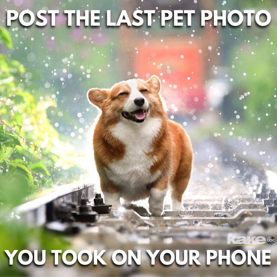 KAKEnews's tweet photo. IT'S FUR BABY FRIDAY! 🐹🐶🐱🐰 Show us the last pet photo you took on your phone! https://t.co/O1gGfLdnJ5