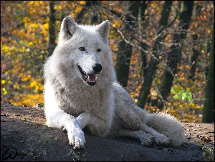 HourlyWolves presents: