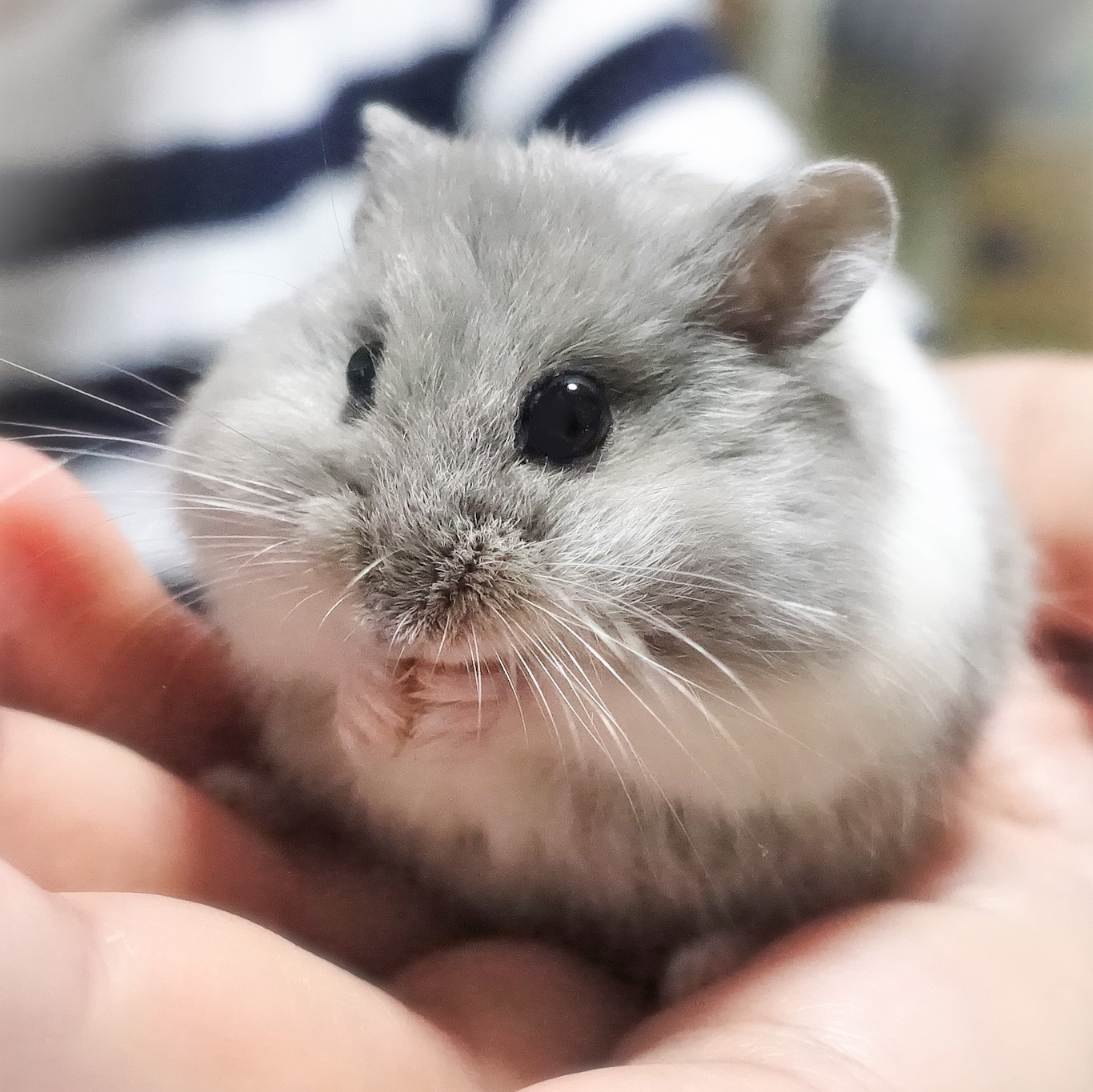 ゆあ ハムスターまんまる選手権 丸い です ハムスター キャンベルハムスター ９代目ミー太 T Co Hnuh3vdkr8 Twitter