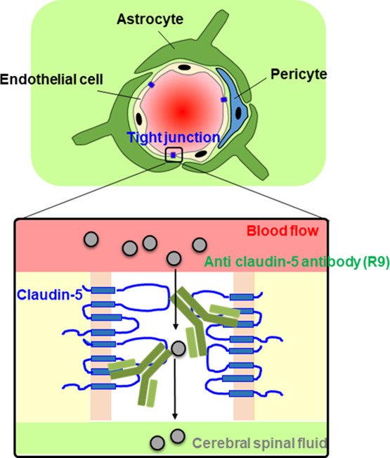 JCRnEDITORS's tweet photo. Safety and efficacy of an anti-claudin-5 monoclonal antibody to increase blood–brain barrier permeability for drug delivery to the brain in a non-human primate.
| Masuo Kondoh, Osaka University |
#bloodbrainbarrier #braindelivery
https://t.co/iudgZy5t08 https://t.co/fgrZv0zI3n