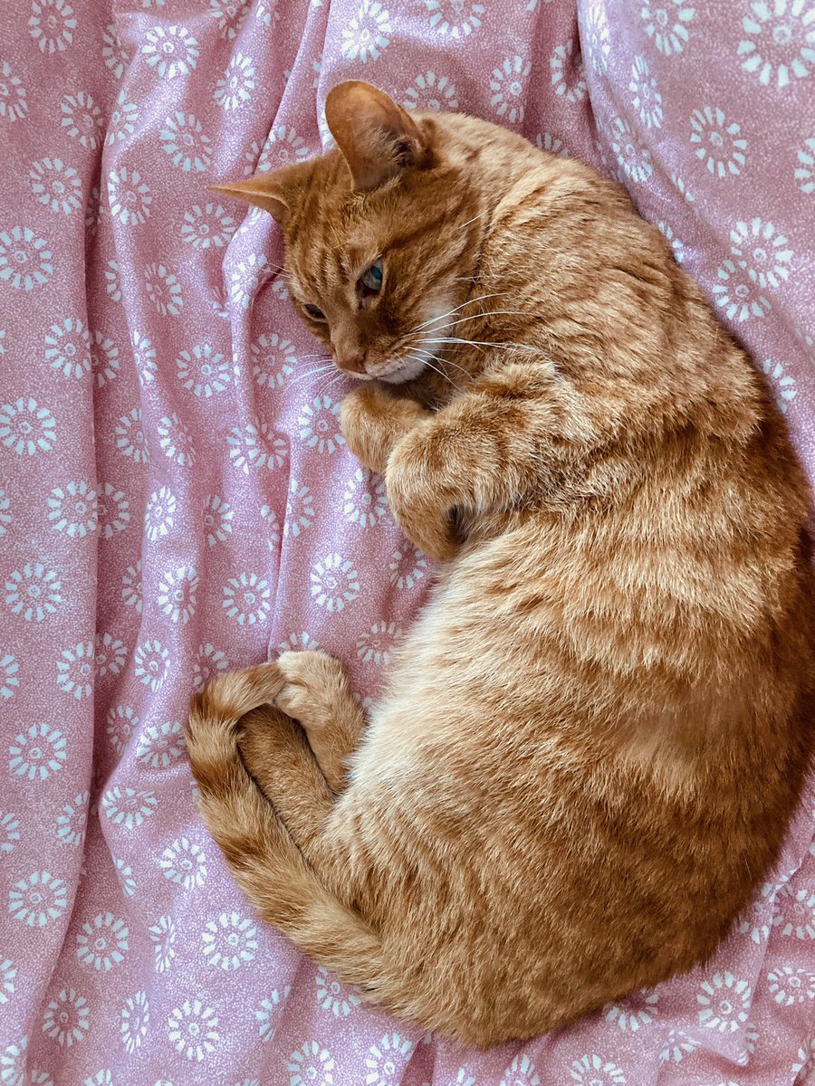 FeralMother44's tweet photo. @PickliciousF Chillaxin and why not at 17yrs young Pickle dear!! #GingaNinga #FloofyLad ❤️🐈❤️ https://t.co/zwRGB0JenZ