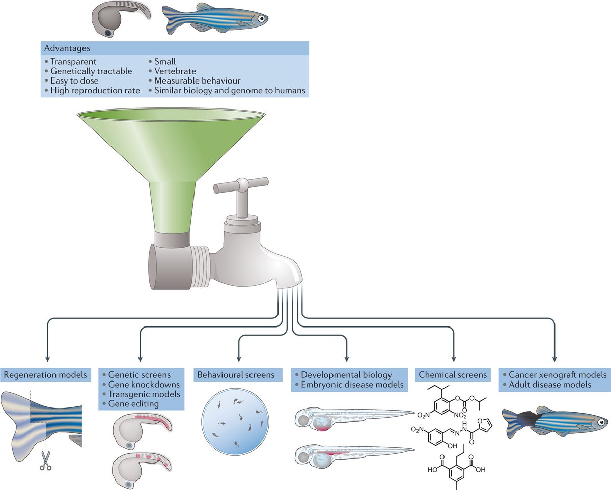 Nature Reviews Drug Discovery (@natrevdrugdisc) on Twitter photo Zebrafish disease models in drug discovery: from preclinical modelling to clinical trials go.nature.com/3xgeMXk - a new review published today by Elizabeth Patton, <a href="/leonard_zon/">Dr. Len Zon</a> and David Langenau Zebrafish disease models in drug discovery: from preclinical modelling to clinical trials go.nature.com/3xgeMXk - a new review published today by Elizabeth Patton, <a href="/leonard_zon/">Dr. Len Zon</a> and David Langenau
