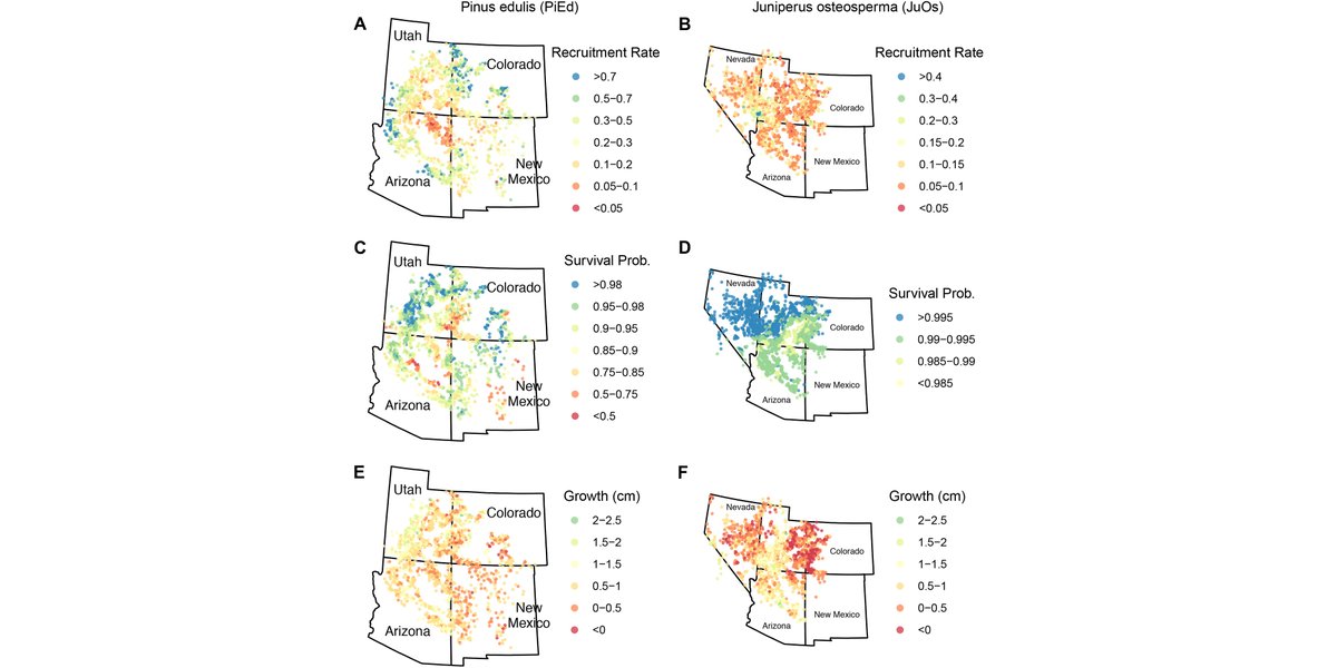 ESAEcology's tweet photo. New in @ESAEcology:
Quantifying the demographic vulnerabilities of dry woodlands to climate and competition using range-wide monitoring data
#Demography #RangeLimits #SpeciesDistributions #Forests
@bkshriver @NC_CASC @NRESnevada @CABNR @unevadareno
https://t.co/5lSo3ENa11 https://t.co/E7i5Hqlav0