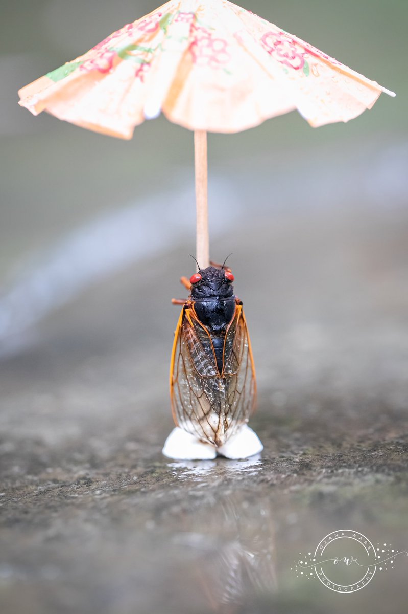 OxanaWare's tweet photo. When it #rains, you do what you gotta do - hand out #cicada #unbrellas 🤷🏻‍♀️😂 #broodx #cicadas2021 #CicadaWatch2021 https://t.co/HymPLHH9EP