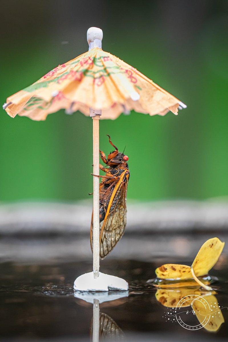 OxanaWare's tweet photo. When it #rains, you do what you gotta do - hand out #cicada #unbrellas 🤷🏻‍♀️😂 #broodx #cicadas2021 #CicadaWatch2021 https://t.co/HymPLHH9EP
