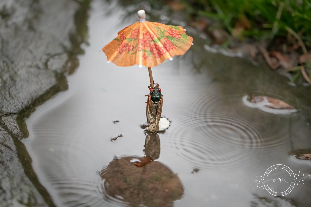 OxanaWare's tweet photo. When it #rains, you do what you gotta do - hand out #cicada #unbrellas 🤷🏻‍♀️😂 #broodx #cicadas2021 #CicadaWatch2021 https://t.co/HymPLHH9EP