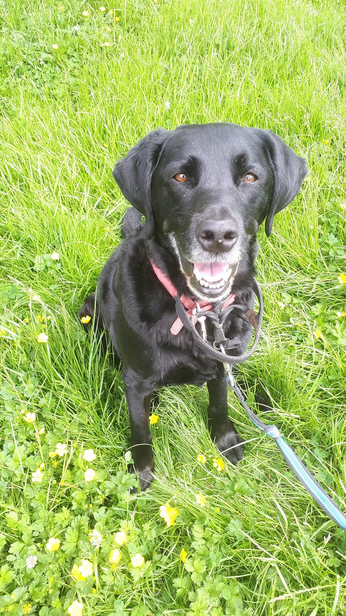 LesLinks's tweet photo. Odin the erstwhile Black #Lab, says hello from his buttercups, from his #FridayField... #dogsoftwitter @petbond_ireland https://t.co/6gRUiNMBjJ