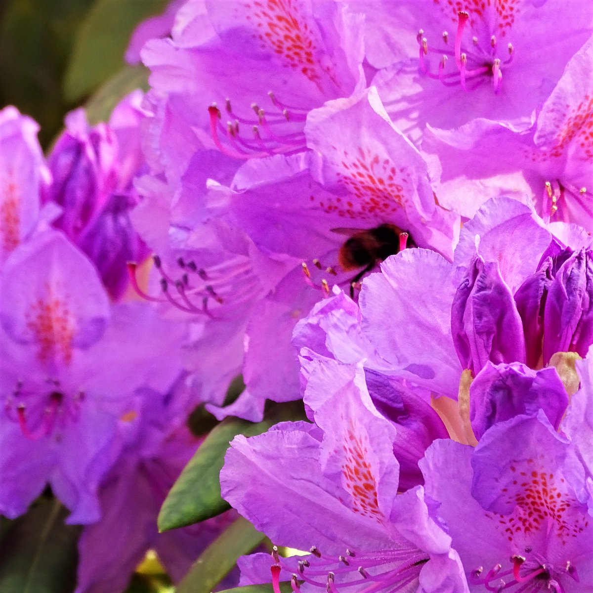 SepidehArkani's tweet photo. Our #Rhododendron was awash with #pale #violet #blooms and #bumblebees until recently. I found gazing at them very #relaxing  especially when I was #stressed. It's a pity that they are dwindling!

#Alpineflowers #Coolcolourflowers #Flowersforpollinators https://t.co/Bv1CEvCaVF