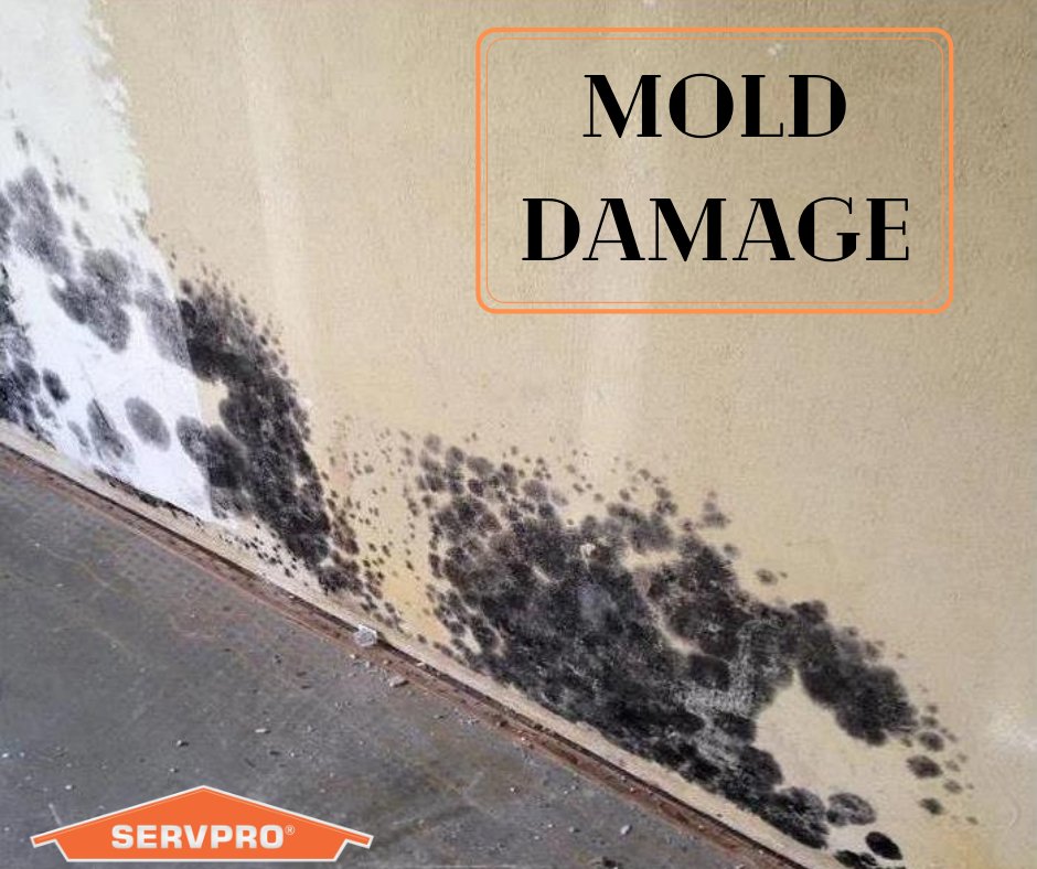 Found mold in your Ogden, UT home? Contact SERVPRO for mold remediaton services.