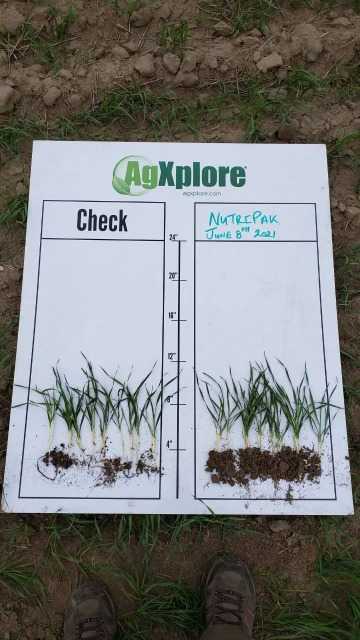 agxploreca's tweet image. The answer is clear... Whether used as #seedprimer or #infurrow, you need #NutriPak. Contact your local @AgXplore rep to get yours! #growingtogether #agxplore #cdnag #agtwitter #farm365