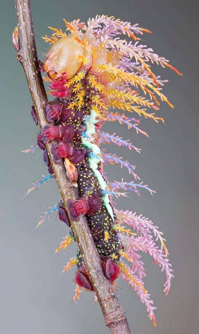 Shaman Catepillar.