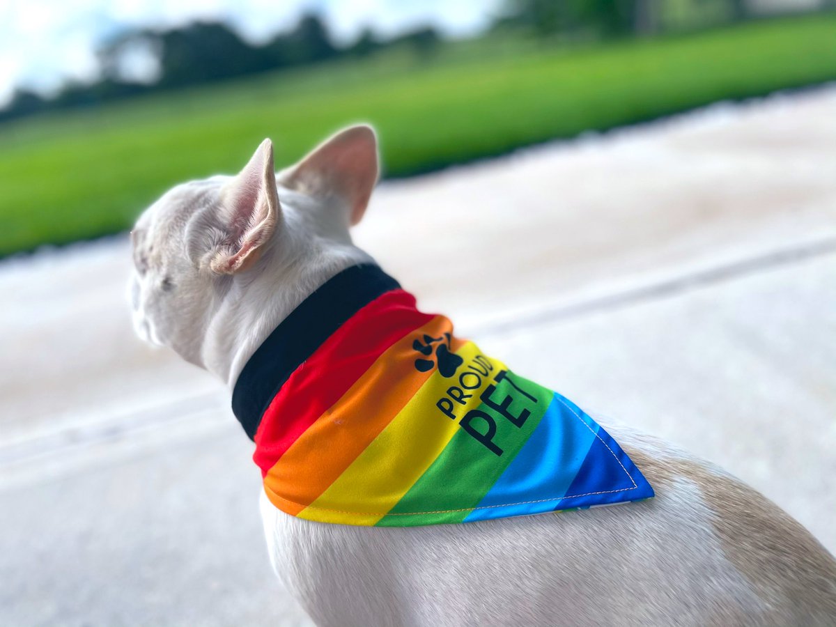 latte_bella's tweet photo. 🌈Happy Pride month everyone!! 🌈
#pridemonth #lgbtq #dogsoftwitter #prouddog #pridedog #proudpet https://t.co/vKfe9mfL1J