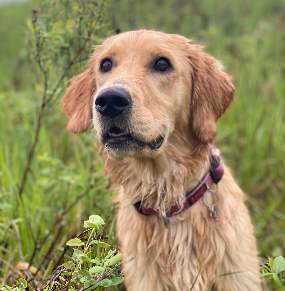 Bunsen, Beaker, Bernoulli & Brix tweet media